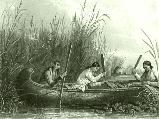 Harvesting wild rice in the 1800s.