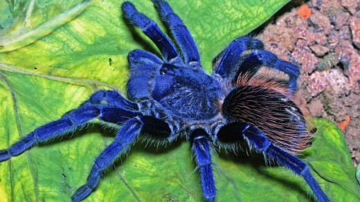 Pterinopelma sazimai. Source: http://mashable.com/2012/12/05/new-species-2012/