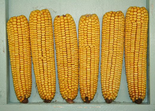 Mature maize ears.