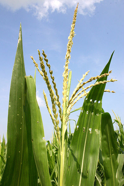 The tassel, the male inflorescence.