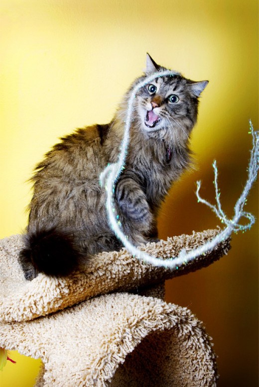 Best Affordable Cat Trees