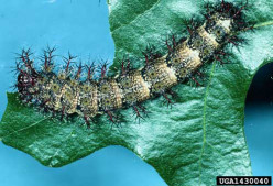 Stinging Insects in the South