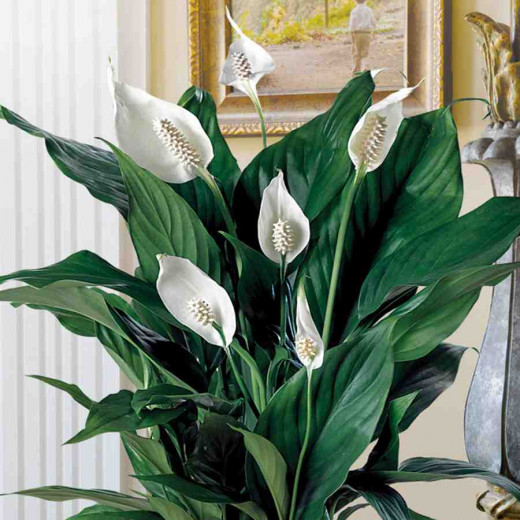 Peace Lilly 