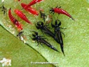 red and black species of thrips