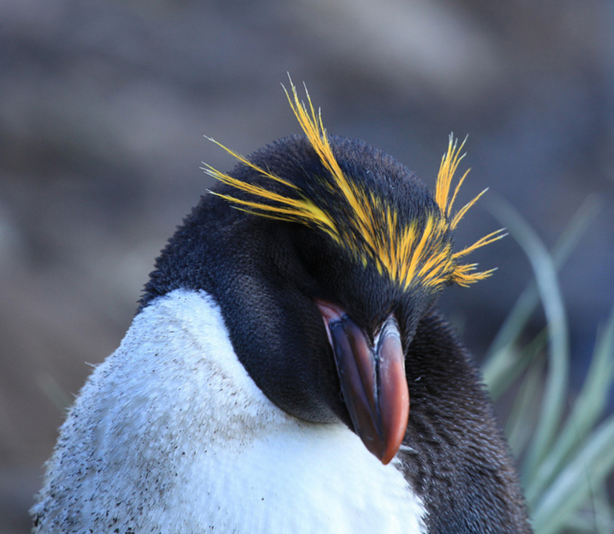Top 10 Spectacular Birds of Antarctica | HubPages
