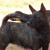 Chloe, A West Highland Terrier/Jack Russell mix is our valuable pest control Chloe, A West Highland Terrier/Jack Russell mix is our valuable pest control