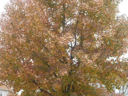 Beautiful tree in transition. 