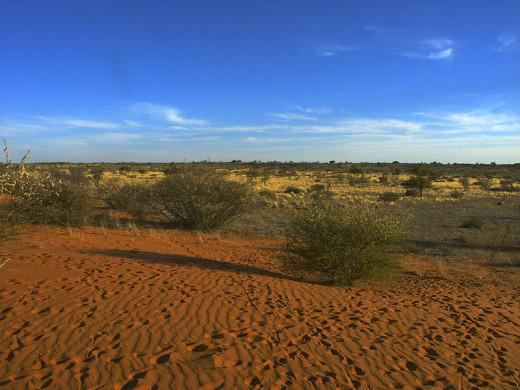 Botswana's Kalahari Desert.  It's 'semi-arid', but precipitation may be decreasing.  Will it become a 'true desert?'  Photo by Winfried Bruenken, courtesy Wikimedia Commons.