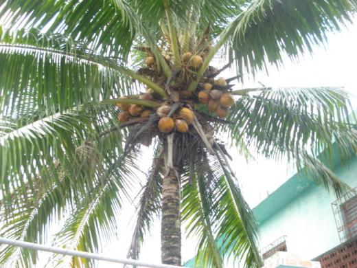 Coconut trees abound on both the west and east coast of Guatemala.  This was taken in Livingston, Guatemala in August 2013, where coconuts were free for the asking!