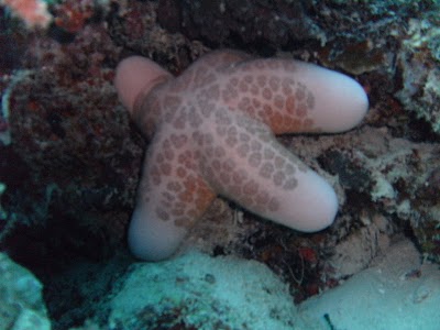 starfish at large