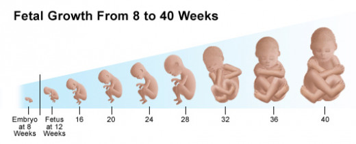 Stages of a Pregnancy and How A Calendar Helps | HubPages