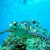 Beautiful sea turtle swimming off the reefs of Cozumel, Mexico.