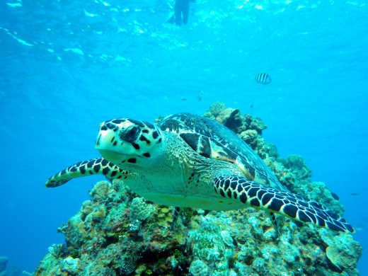 Beautiful sea turtle swimming off the reefs of Cozumel, Mexico.