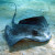 Stingray sitting on the bottom of the ocean. Stingray sitting on the bottom of the ocean.