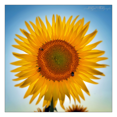 'Sun' by Flower