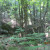Walking to the bridge from the Binnewater entrance, through the woods. Walking to the bridge from the Binnewater entrance, through the woods.
