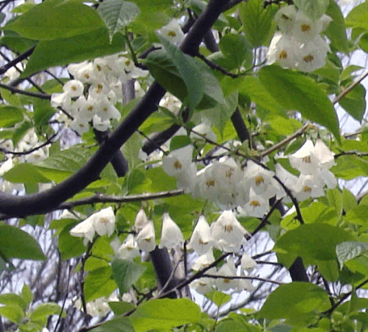 An unusual flowering tree