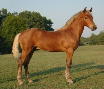 A young Morgan showing typical breed type A Brown Silver Morgan horse. A genetically brown horse that shows the silver phenotype with the mane and tail diluted from black to white and the lower legs diluted from black to dark grayish.