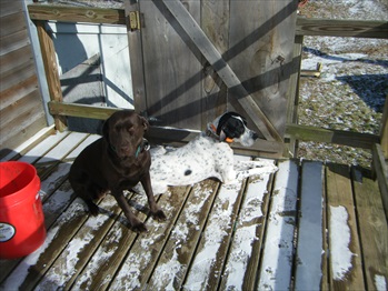Tazzy (chocolate lab) and Licorice (English pointer)