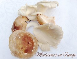 Medicines From Fungi: Penicillin, Lovastatin, and Cyclosporine
