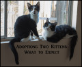 Adopting Two Kittens: What to Expect