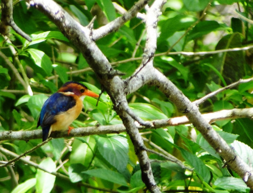 Pygmy Kingfisher at Gonubie Green