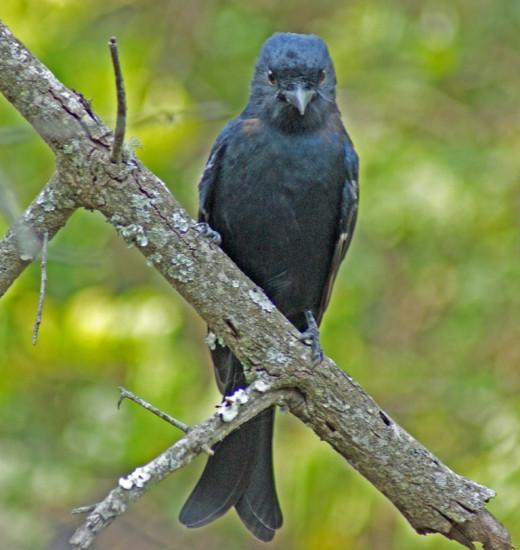 Forked-tailed Drongo