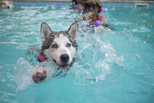 Swimming provides gentle resistance to help dogs improve their range of motion and alleviate arthritis pain
