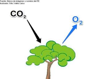 Carbon Dioxide goes in, Oxygen comes out.