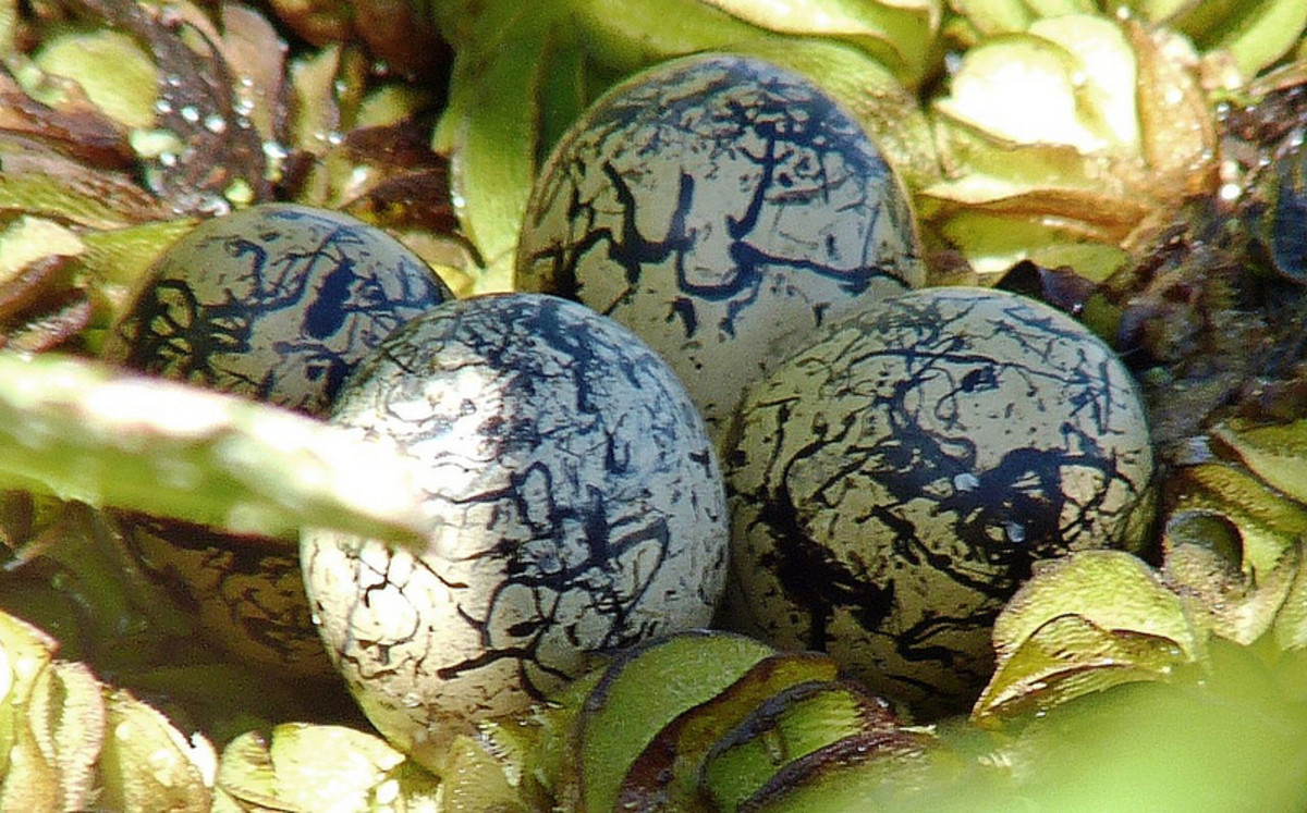 Wattled Jacana eggs
