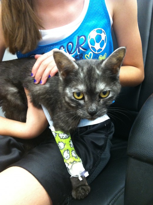 very ill kitten 2013