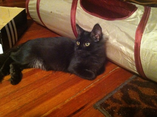 new kitten 2013