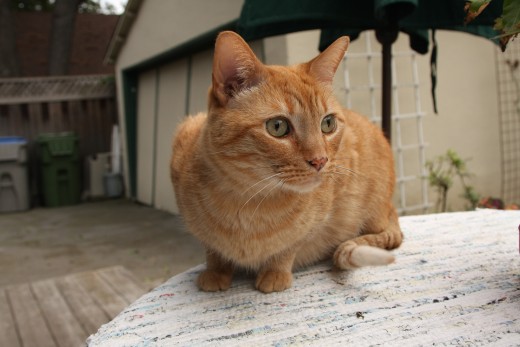 persian orange tabby