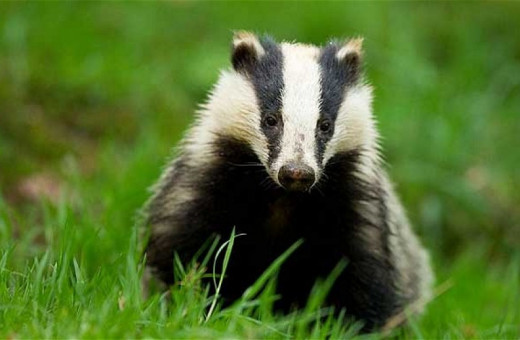 Is The UK Badger Cull Necessary?