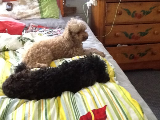 The poodles, Jackson and Ginger.