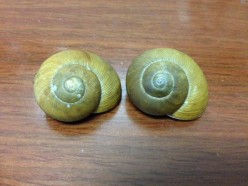 Snail and Slug Symbolism; Snail's Messages for You