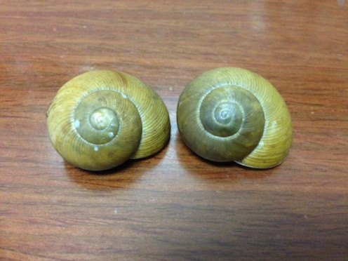 Snail and Slug Symbolism; Snail's Messages for You Snail and Slug Symbolism; Snail's Messages for You