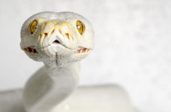 ...White Python...