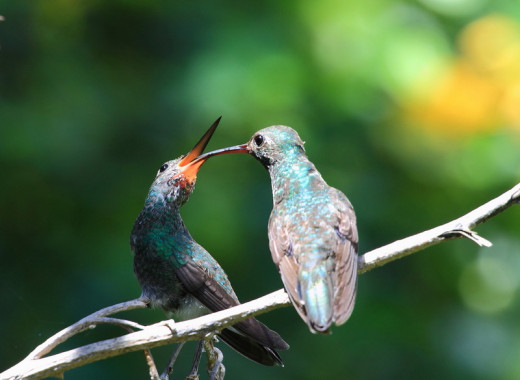 Glittering Throated Emerald Hummingbird