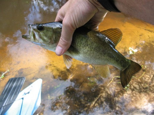 A small, largemouth bass caught from tannic water.