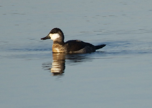 Male Ruddy Duck 