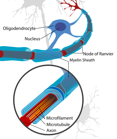 Nerve cells wrapped in myelin. Source: Andrew c, Wikimedia Commons, Public Domain.