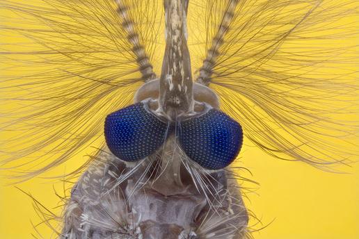 Two large compound eyes covered with tiny lenses detect movement