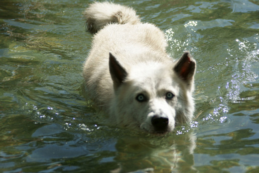 Swimming is an excellent low impact exercise for canine arthritis and helps with weight management issues.