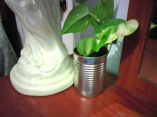 Easy to grow plant.