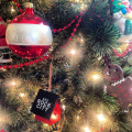 How to Pick a Christmas Tree - Identifying the Different Varieties of Christmas Tree
