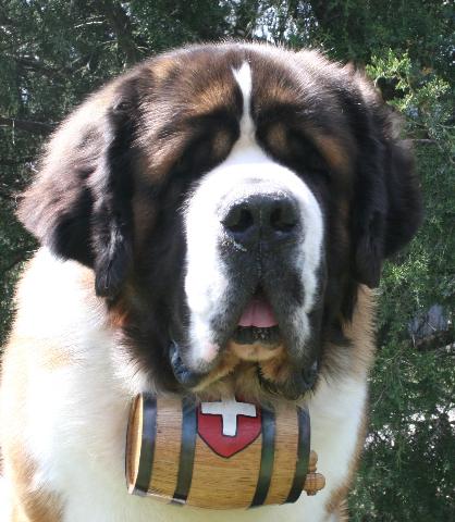 The St Bernard is a large breed of dog that are often used to aid humans in mountain rescues. 