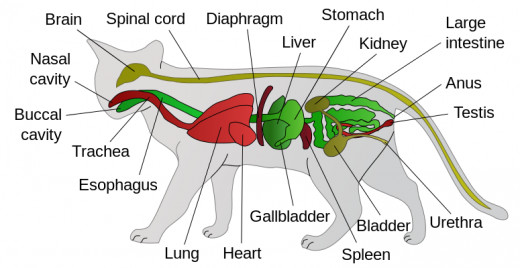 Cat anatomy.