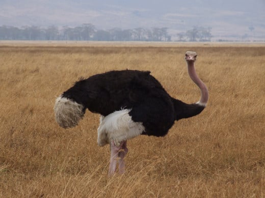 A ostrich in Ngorongoro.