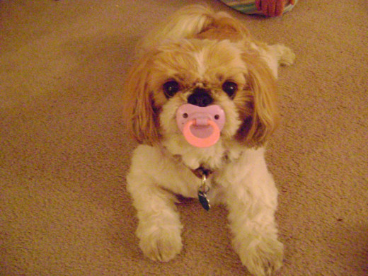 Little Clancey with his 'binky.'  Clancey is now with my son Todd, in the arm's of angels and playing "catch."
